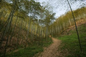Alila Anji - Journeys - Bamboo Forest 07