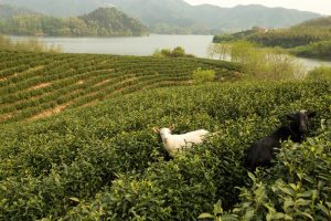 Alila Anji - Journeys - White Tea Plantation 02