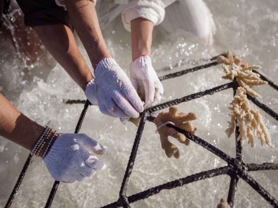 Coral Planting